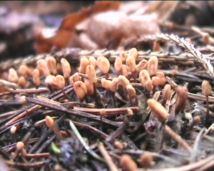 Heyderia abietis (Fr.) Link